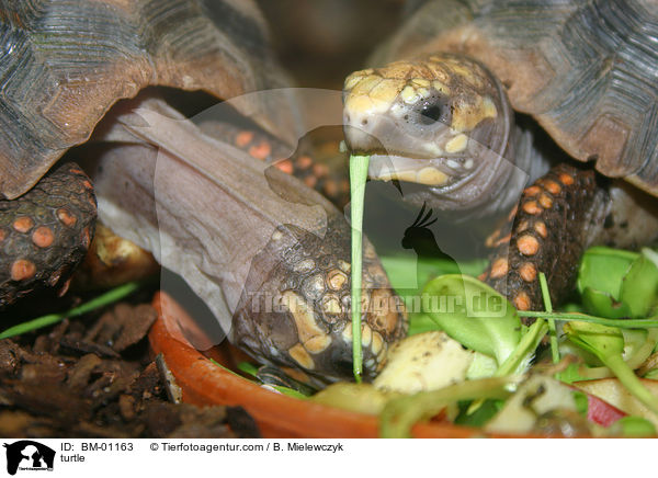 turtle / BM-01163