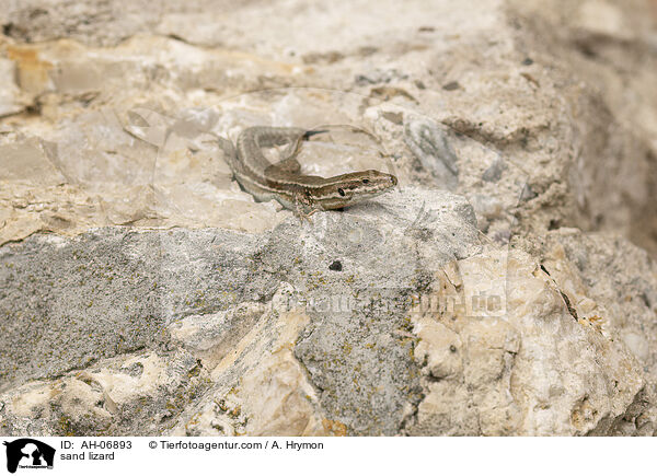 sand lizard / AH-06893