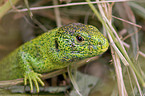 green sand lizard