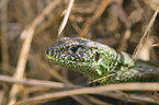 green sand lizard