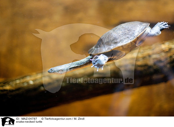 snake-necked turtle / MAZ-04787
