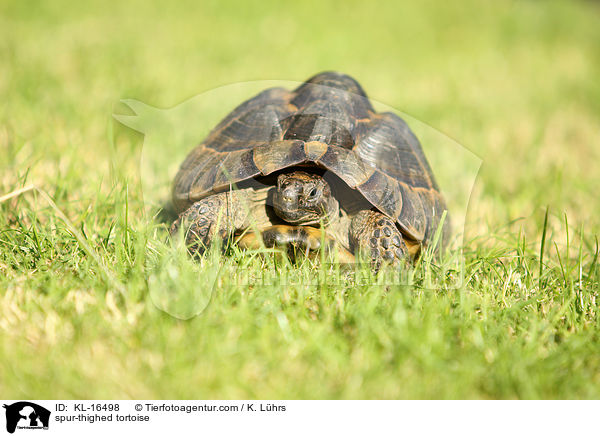 spur-thighed tortoise / KL-16498