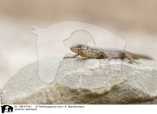 common wall lizard / KB-07341