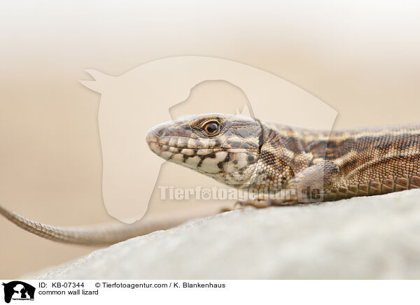 common wall lizard / KB-07344