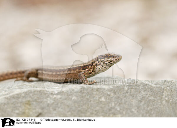 common wall lizard / KB-07346