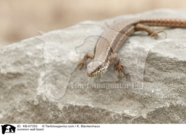 common wall lizard / KB-07350
