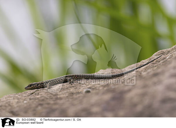 European wall lizard / SO-03882
