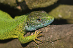 western green lizard