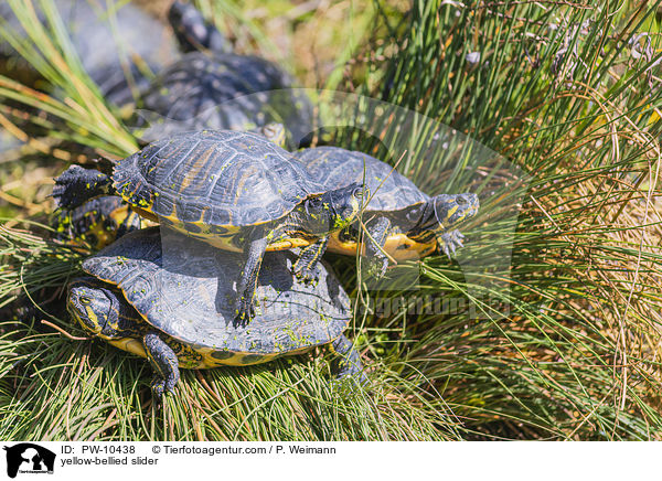 yellow-bellied slider / PW-10438