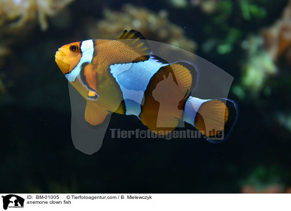 anemone clown fish / BM-01005