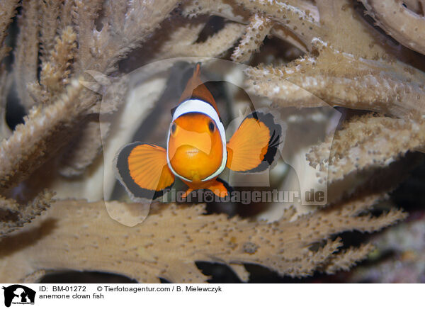 anemone clown fish / BM-01272