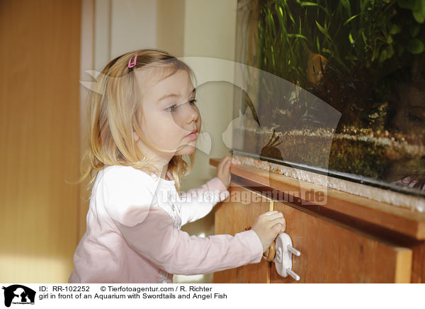 girl in front of an Aquarium with Swordtails and Angel Fish / RR-102252