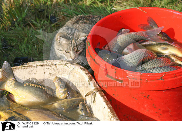 Fische und Katze / fish and cat / WJP-01329