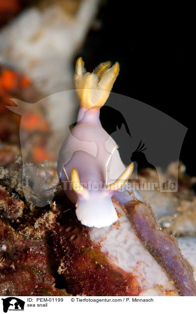 sea snail / PEM-01199