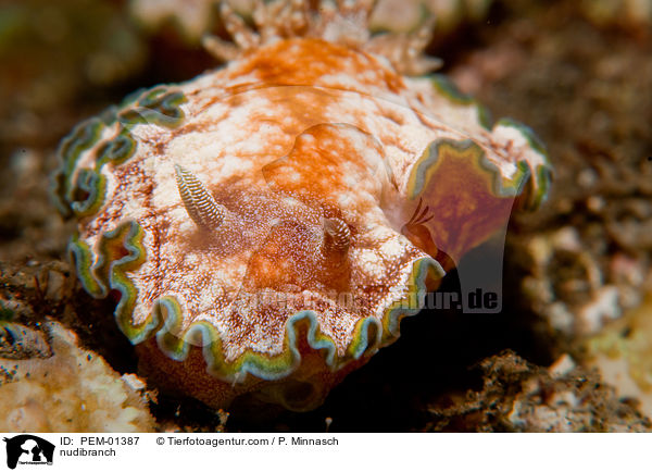 nudibranch / PEM-01387