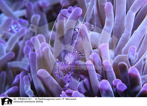 sarasvati anemone shrimp / PEM-01141