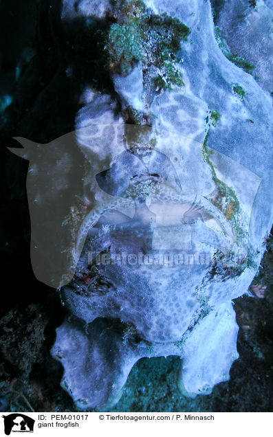 giant frogfish / PEM-01017