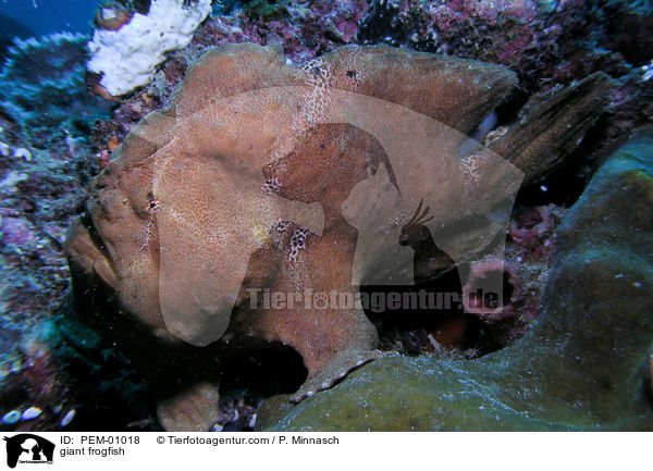 giant frogfish / PEM-01018