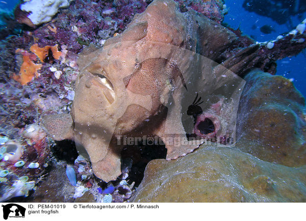 Commersons Anglerfisch / giant frogfish / PEM-01019