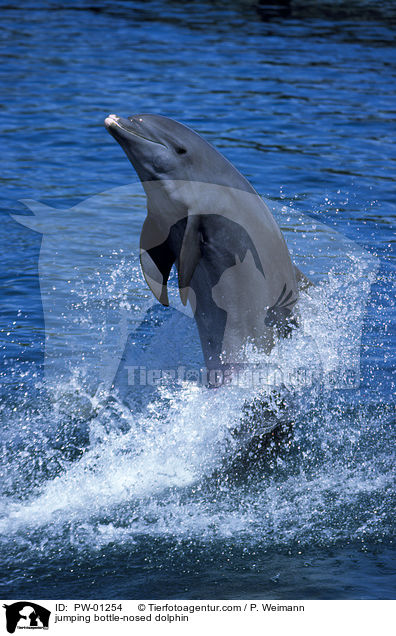 jumping bottle-nosed dolphin / PW-01254