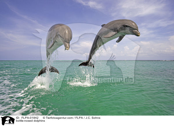 bottle-nosed dolphins / FLPA-01842