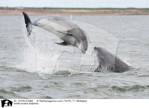 bottle-nosed dolphins / FLPA-01888