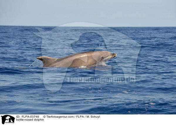 bottle-nosed dolphin / FLPA-03748