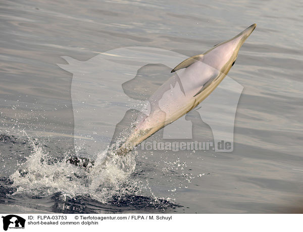 short-beaked common dolphin / FLPA-03753