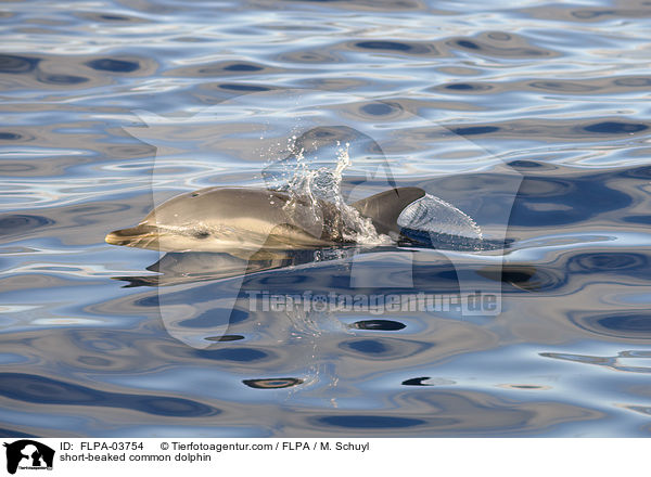 short-beaked common dolphin / FLPA-03754