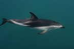 dusky dolphin
