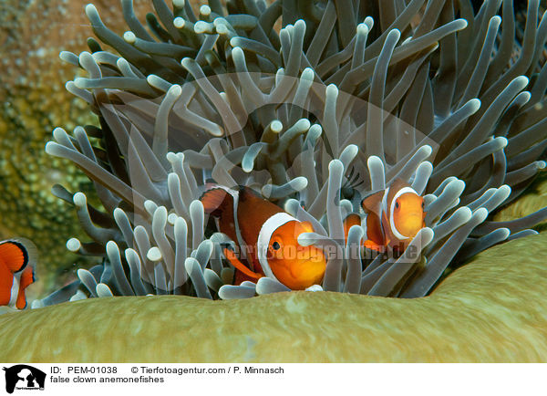false clown anemonefishes / PEM-01038