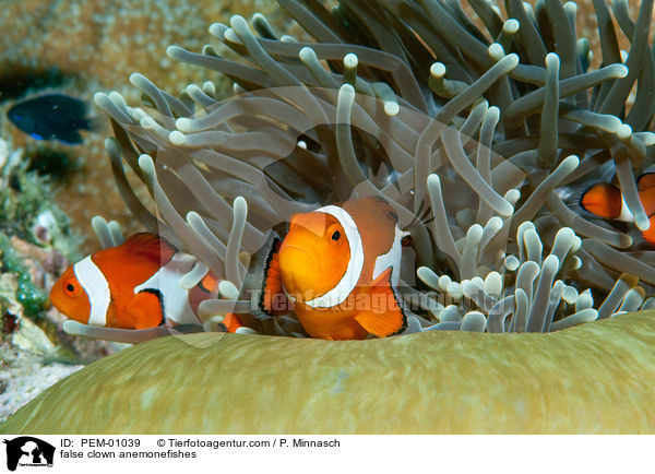false clown anemonefishes / PEM-01039
