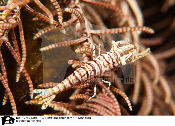feather star shrimp / PEM-01285
