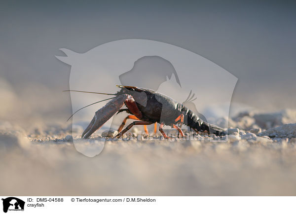 crayfish / DMS-04588