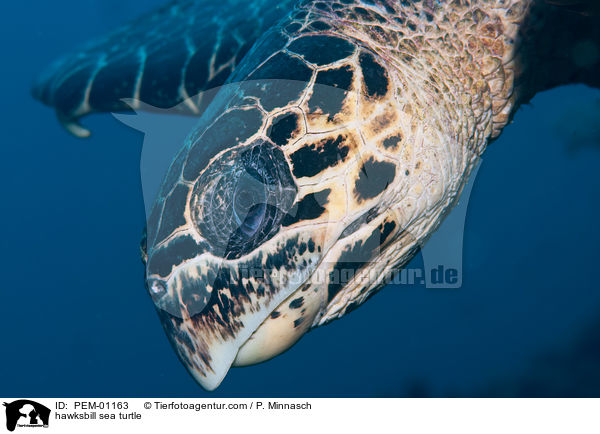 hawksbill sea turtle / PEM-01163