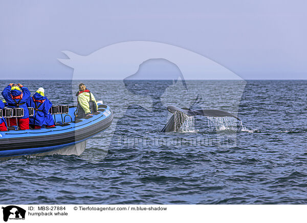 humpback whale / MBS-27884