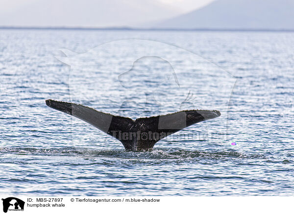 humpback whale / MBS-27897