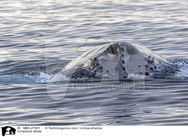 humpback whale / MBS-27901