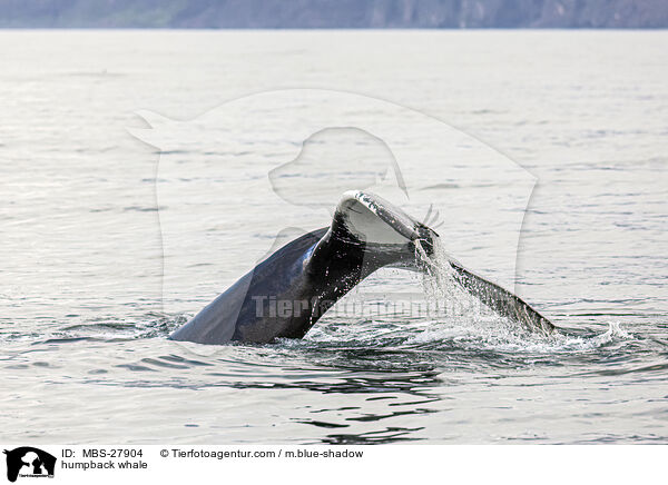 humpback whale / MBS-27904