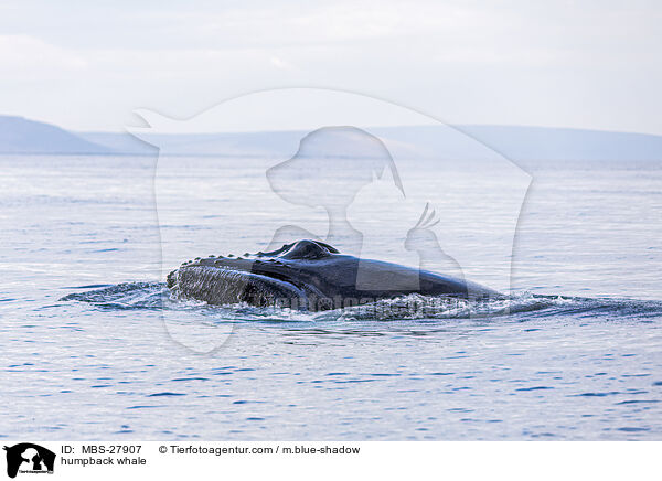 humpback whale / MBS-27907