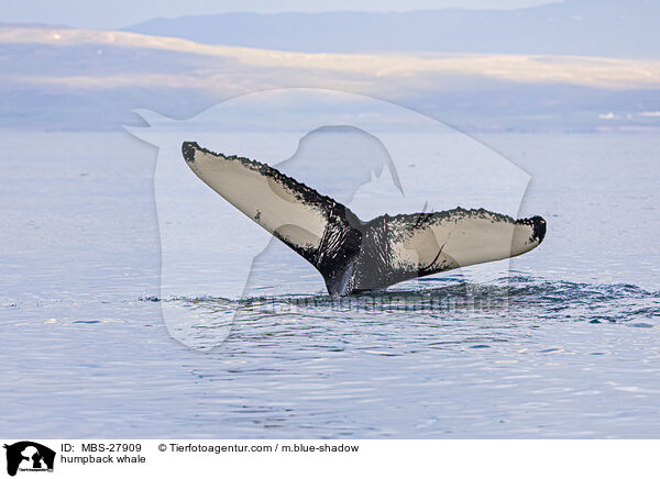 humpback whale / MBS-27909