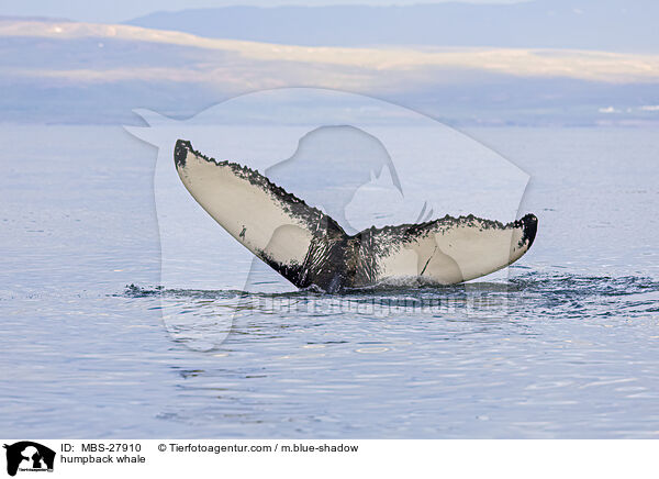 humpback whale / MBS-27910