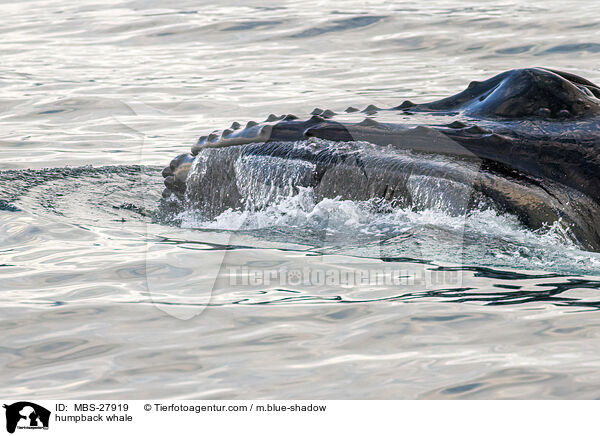 humpback whale / MBS-27919