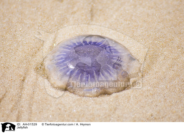 Jellyfish / AH-01529