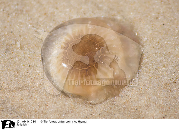 Jellyfish / AH-01530