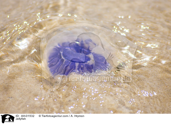 Jellyfish / AH-01532