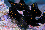 painted frogfish