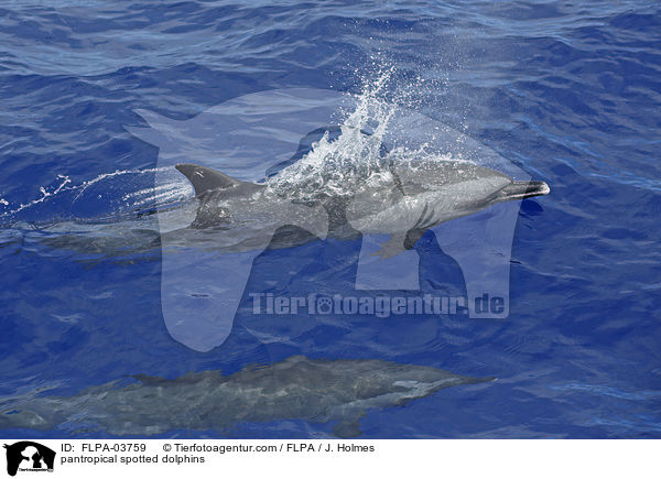 Schlankdelfine / pantropical spotted dolphins / FLPA-03759