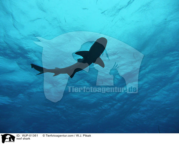 reef shark / WJP-01361