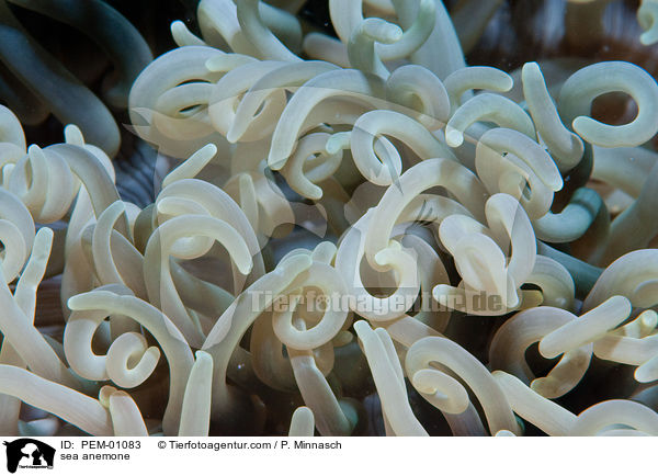 sea anemone / PEM-01083
